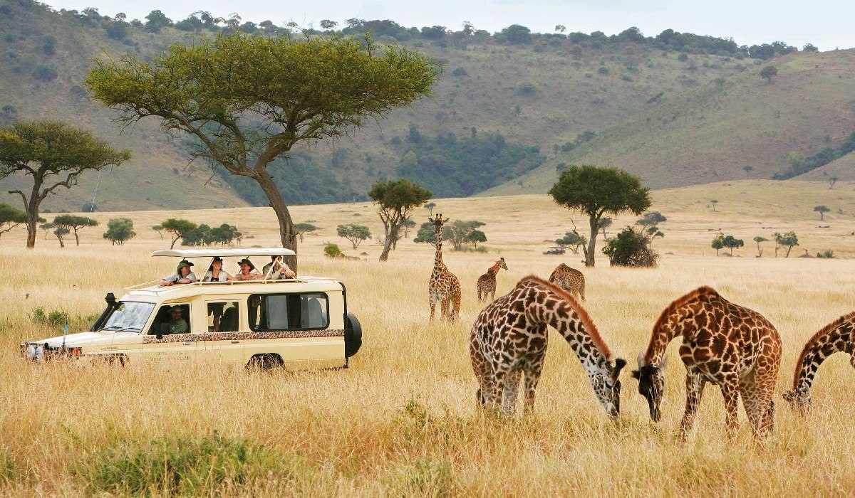 Personas observando jirafas en la sabana.